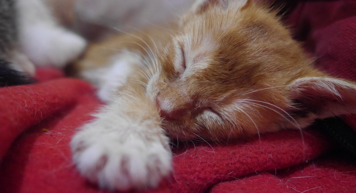 Rumah Steril: Solusi Over Populasi Kucing